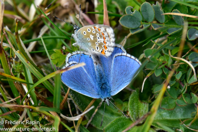 Azurés bleu-céleste, accouplement