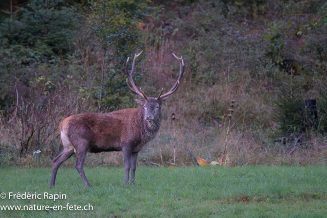 Cerf dix-cors