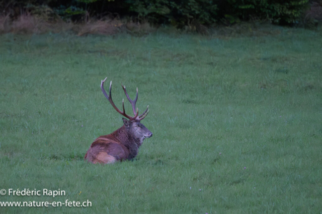 Cerf dormant sous la pluie