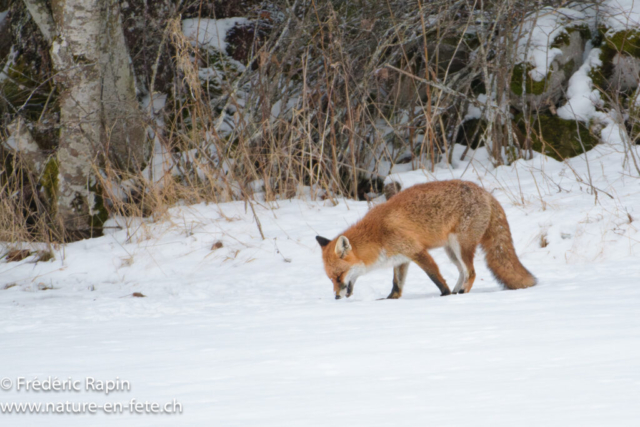 Renard