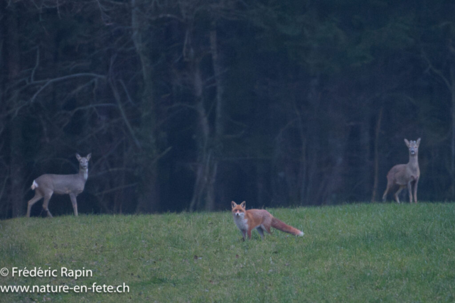 Renard et chevreuils
