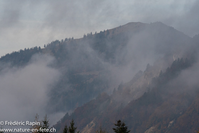 Brumes sur le Jura