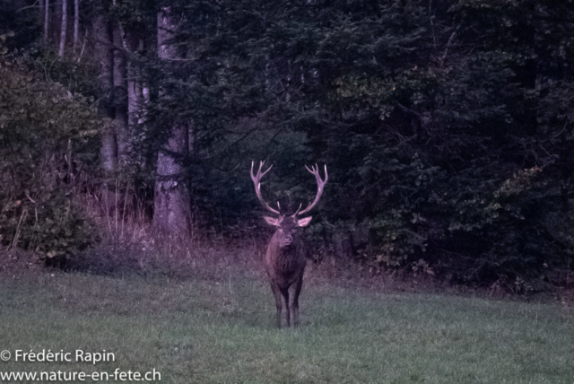 Vieux cerf