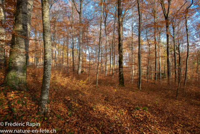 Au Bois de Champagne