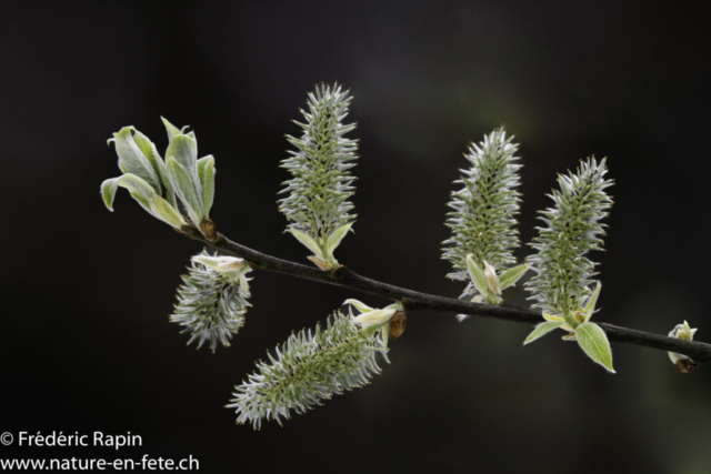 Chatons de saule