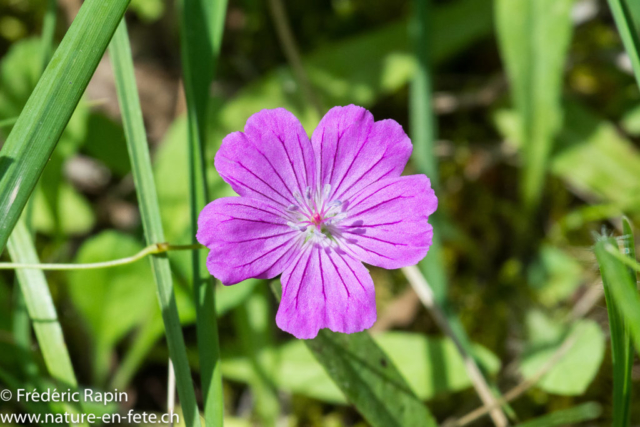 Géranium sanguin