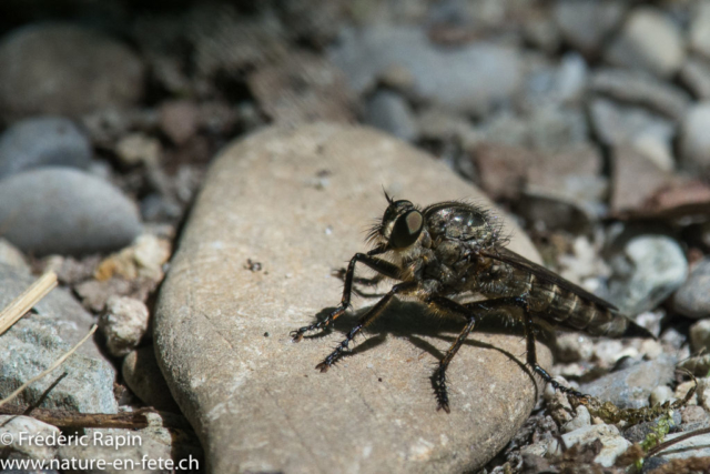 Machimus rusticus