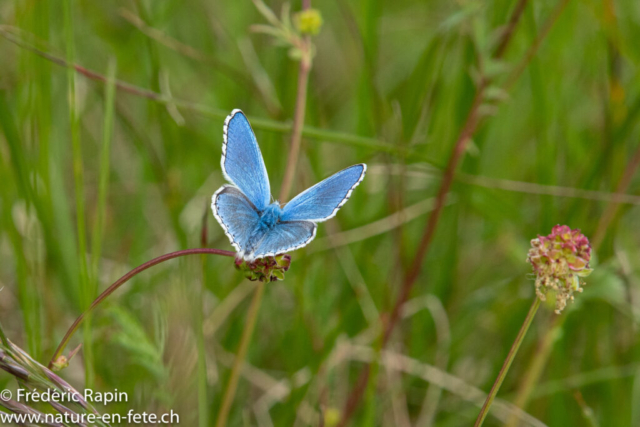 Azuré bleu céleste