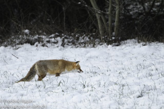 Renard