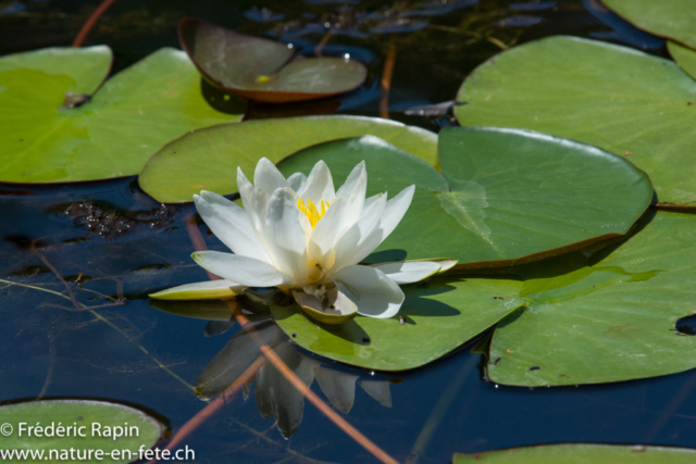 Nénuphar blanc