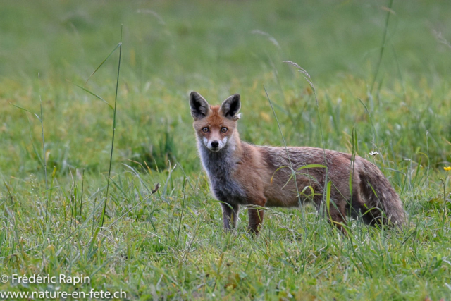 Renarde en chasse