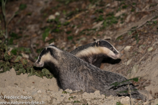 Couple de blaireaux