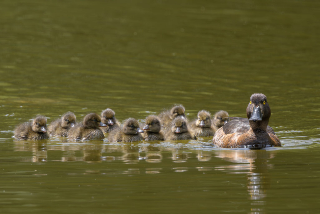 Fuligules morillons