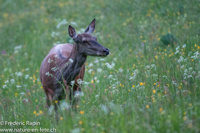 Biche