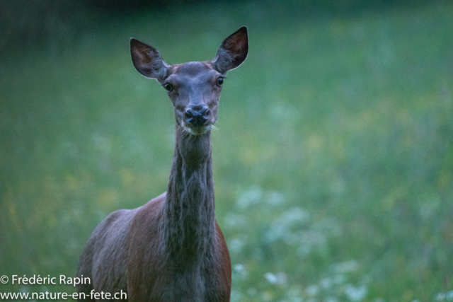 Biche