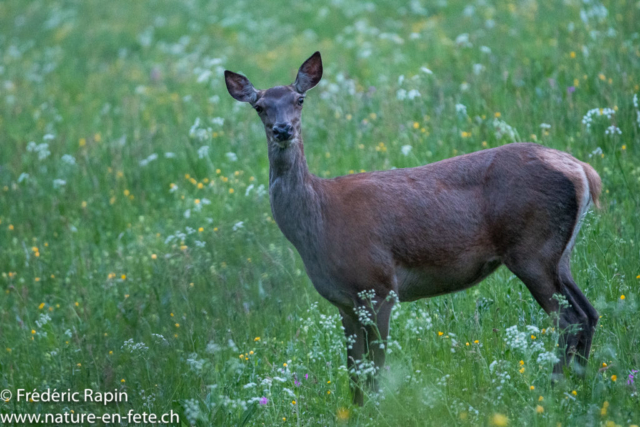 Biche