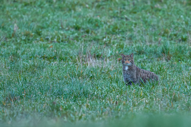 Chat forestier