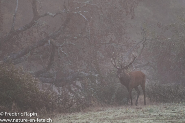 Cerf