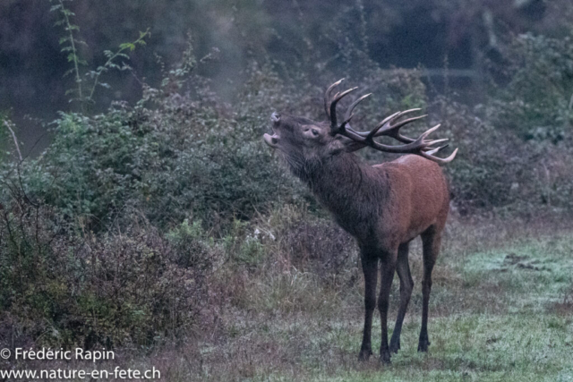 Cerf brâmant