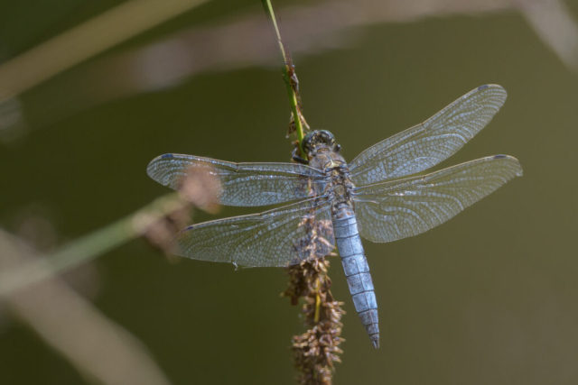Orthetrum cancellatum mâle