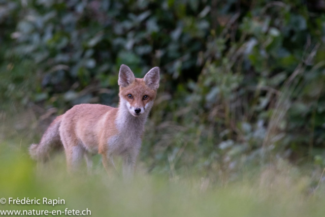 Jeune renard en maraude