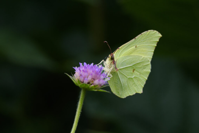 Papillon citron