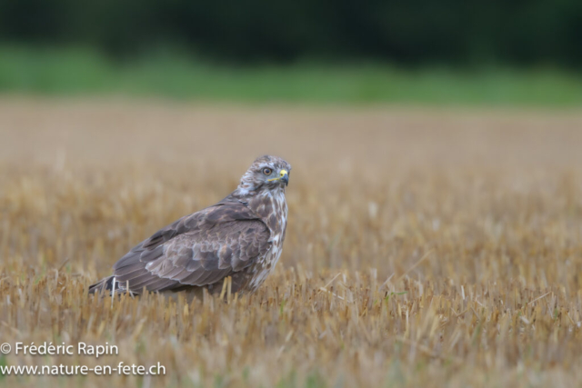 Buse variable