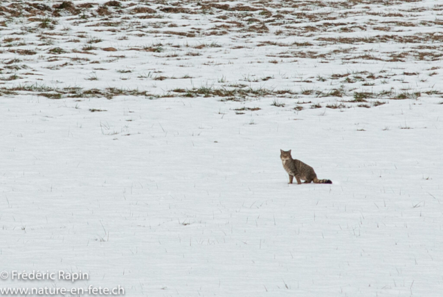 Chat forestier