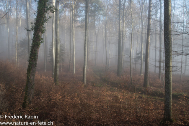 Brouillard au Bois de Mutrux