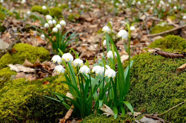 Nivéoles de printemps