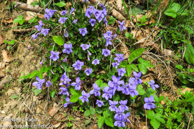 Violettes et feuilles de fraisier