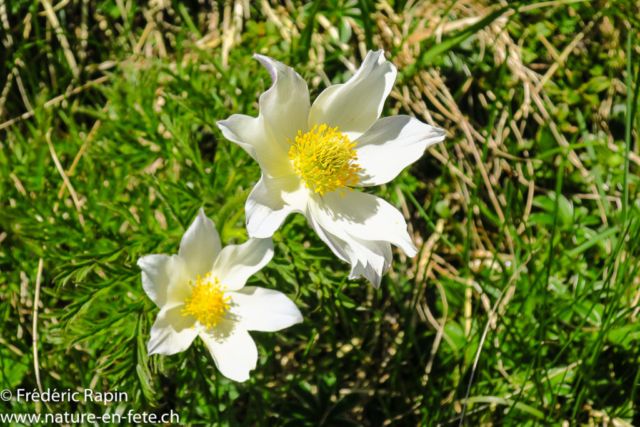 Anémone pulsatille de montagne