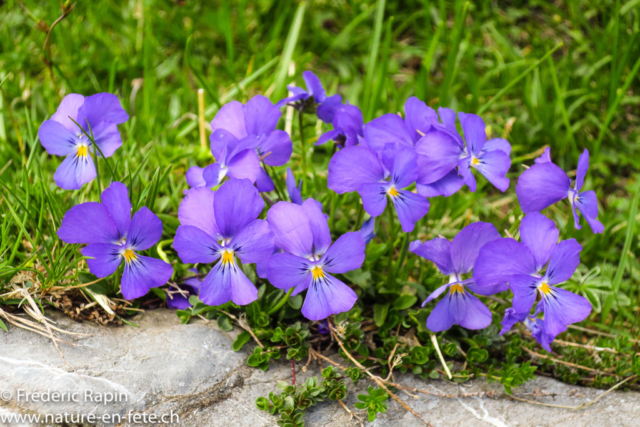 Pensées à long éperon