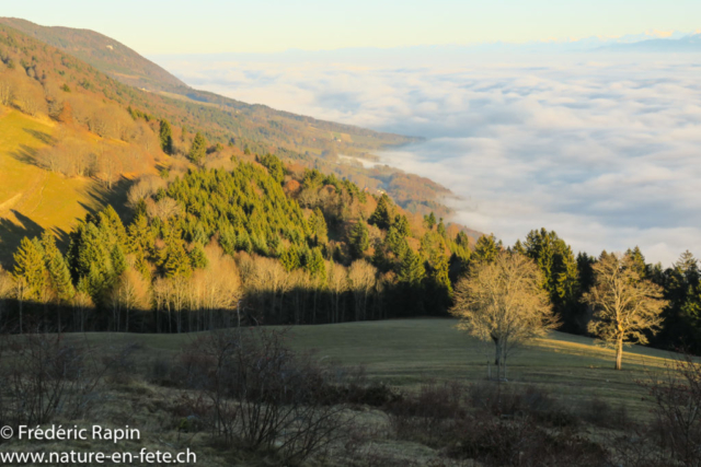 Au Petit Brelingard, Mauborget