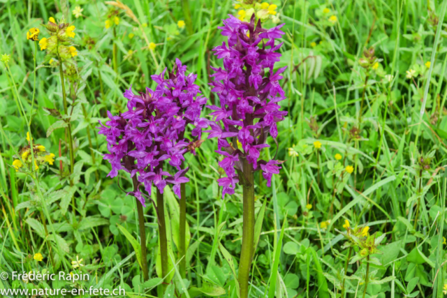 Orchis à larges feuilles