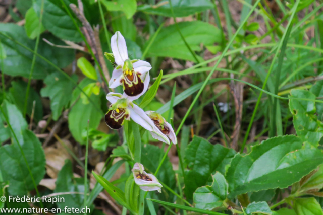 Ophrys abeille