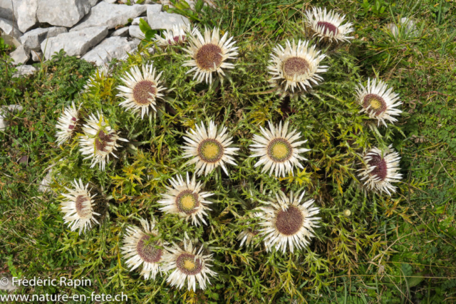Carlines acaules