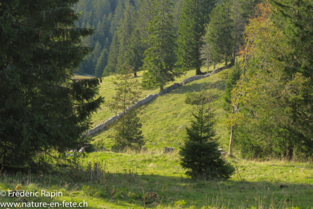 Près de la Baronne, Creux-du-Van