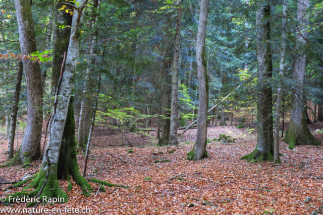 Ambiance automnale au Bois-de-Creux. Fontaines