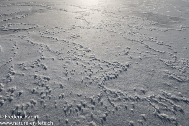 Cristaux de neige sur le Lac des Taillères
