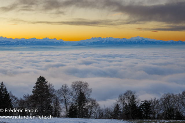 Stratus