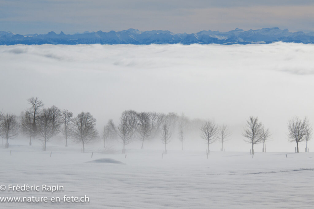 Stratus et brouillard
