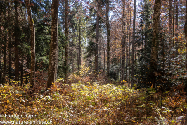 Forêt d'automne au Jura