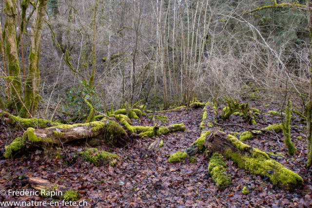 Bois de mousse