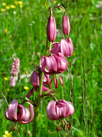 Lys martagon