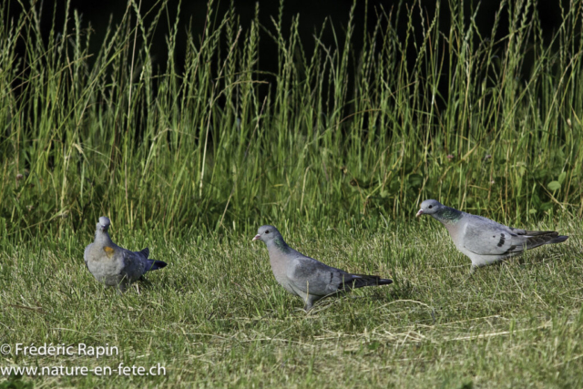 Pigeons colombins