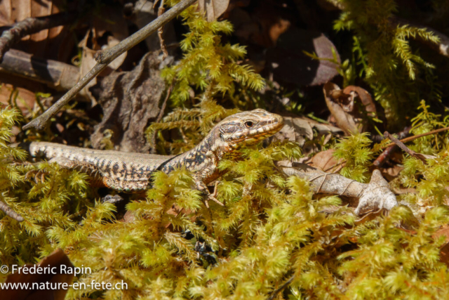 Lézard des murailles