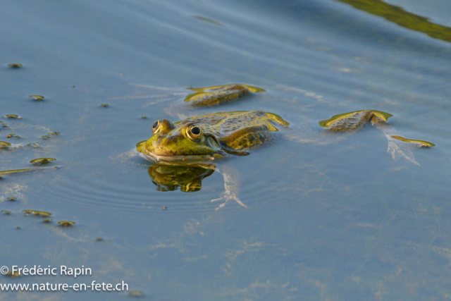 Grenouille rieuse