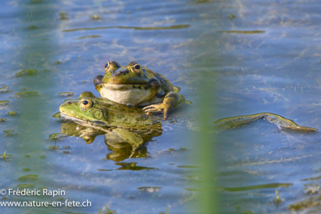 Grenouilles rieuses