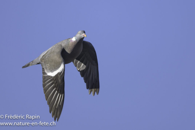 Pigeon ramier